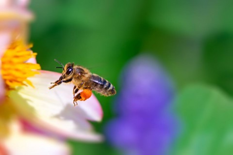 Honeybee flying to a pink flower blossom