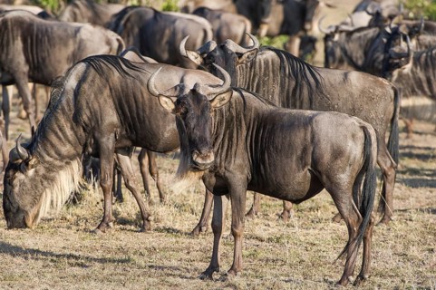 Wilderbeast, Gnu (Connochaetes taurinus)
