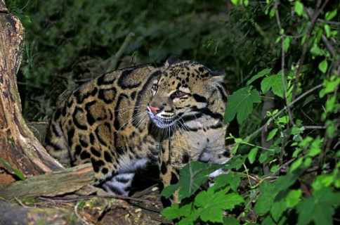 Clouded Leopard (neofelis nebulosa)