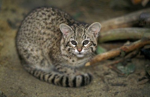 Geoffroy's cat, oncifelis geoffroyi, adult