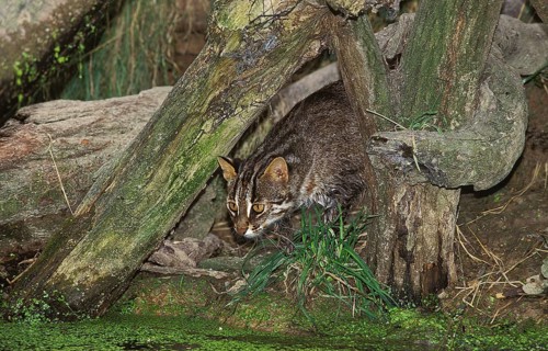 Leopard Cat (prionailurus bengalensis), Adult fishing in Swamp
