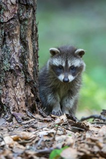 Raccoon (Procyon lotor) , Young animal, Lower Saxony, Germany, Europe