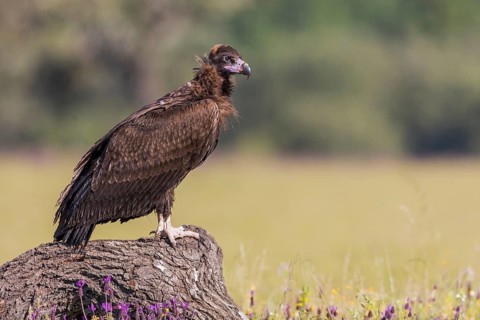 Cinerous vulture, Black vulture (Aegypius monachus), Spain, Europe