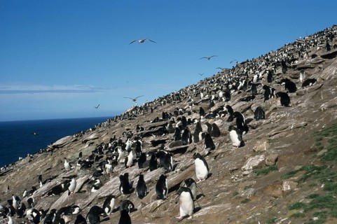 Rockhopper Penguin and King Cormorants, Saunders Island, Falkland Islands (Eudytpes crestatus)