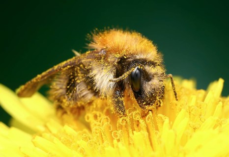 Bumblebee (Bombus pascuorum) full of pollen on yellow flower
