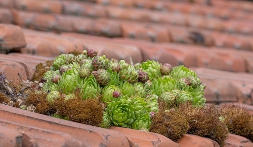 Common houseleek (Sempervivum tectorum)