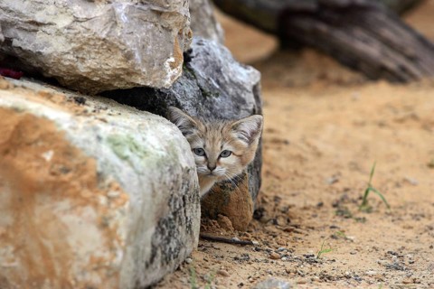 Sand Cat (felis margarita), Adult hidden in Stones