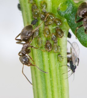 Lice and Ants on the stem of a flower