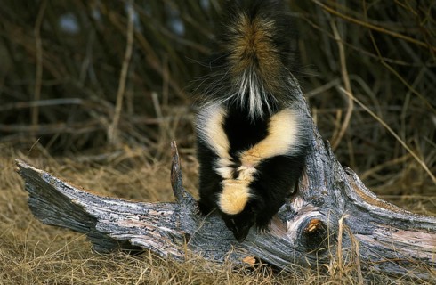 Striped striped skunk (mephitis mephitis), adult