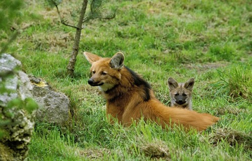 MANED WOLF (chrysocyon brachyurus), FEMALE LAYING DOWN IN GRASS WITH YOUNG