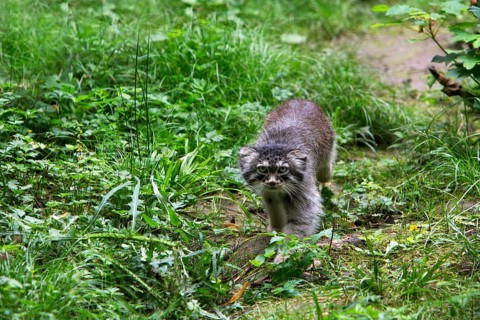 Pallas's cat (otocolobus manul) or Pallas' cat, adult on grass