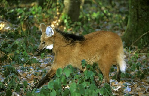 Maned Wolf (chrysocyon brachyurus), Adult