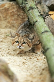 Sand Cat (felis margarita), Adult