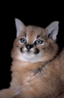Caracal (caracal caracal), Portrait of Young