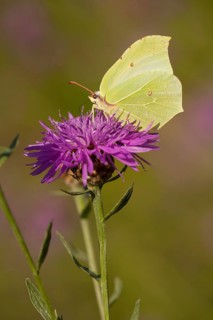 Brimstone (Gonepteryx rhamni), Brown knapweed (Centaurea jacea) Rhineland-Palatinate, Germany,