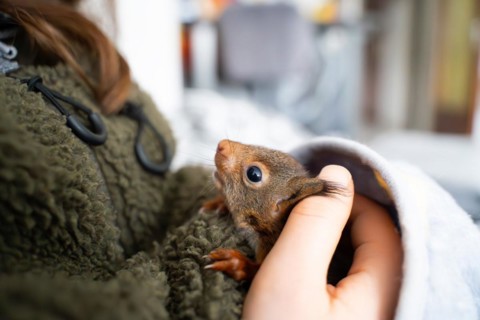 Eurasian red squirrel (Sciurus vulgaris), practical animal welfare, animal under blanket on arm in
