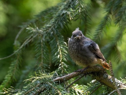 A black redstart young sits on the branch of a spruce tree and waits for food