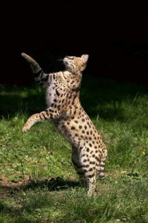 SERVAL (leptailurus serval), ADULT HUNTING, STANDING ON HIND LEGS