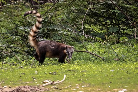 Coati walking at the riverbank with raised bushy tail, facing, Pantanal, Brazilil