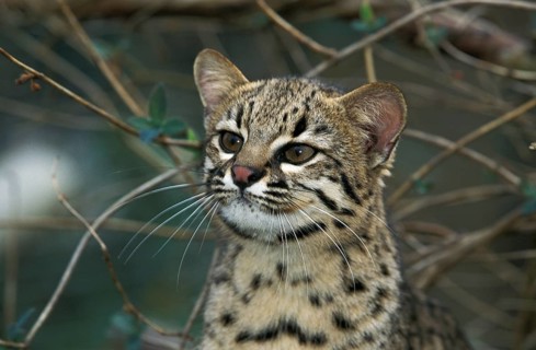 Geoffroy's cat, oncifelis geoffroyi, portrait of an adult