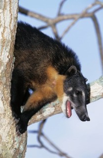 Ringtailed Coati or Coatimundi (nasua nasua), Adult perched in Tree, Calling, Pantanal in Brazil
