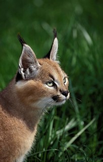 caracal (CARACAL caracal) PORTRAIT OF CUB