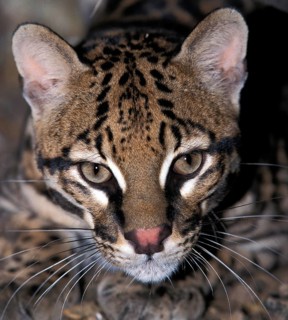 Ocelot (leopardus pardalis), Portrait of Adult