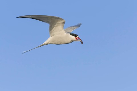Arctic tern (Sterna paradisaea), NIedersachsen, Germany, Europe