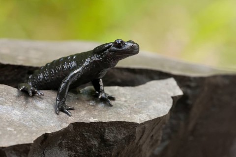 Alpine Salamander (Salamandra atra) Germany