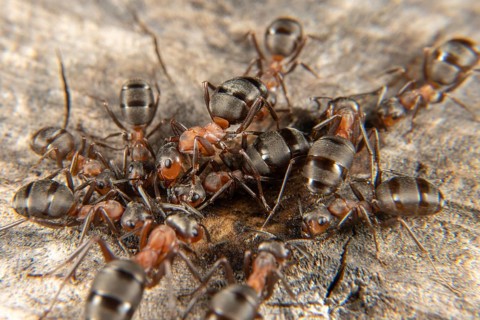 Red wood ant in early spring