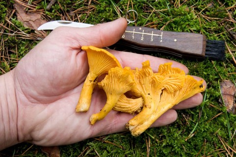 Chanterelle (Cantharellus cibarius), mushroom picking, knife