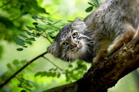 Pallas's cat (otocolobus manul) or Pallas' cat, adult on branch