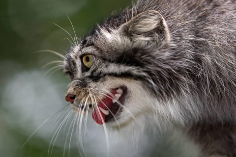 Pallas's cat (otocolobus manul) or Pallas' cat, portrait of an adult