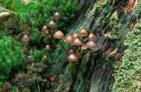 (Mycena stipata) (Mycena alcalina)