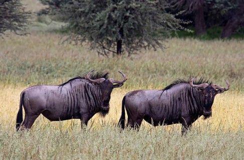 Streifengnus, blue wildebeests (Connochaetes taurinus), S