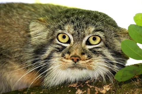 MANUL OR PALLAS'S CAT (otocolobus manul), HEAD OF ADULT