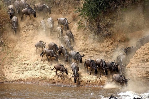 Blue Wildebeest (connochaetes taurinus), Herd migrating, Crossing Mara River, Masai Mara Park in