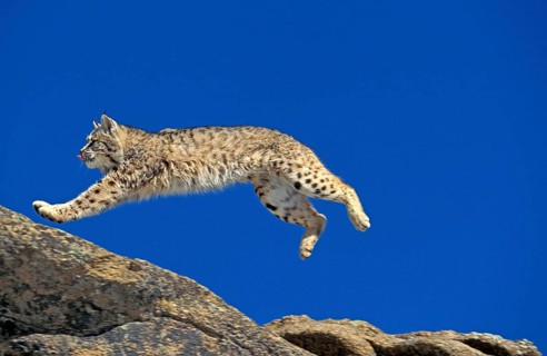 BOBCAT (lynx rufus), ADULT LEAPING ON ROCKS, CANADA