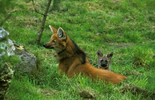 Maned Wolf (chrysocyon brachyurus), Mother with Cub
