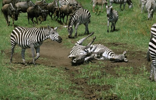 BURCHELL'S ZEBRA (equus burchelli), PAIR HAVING DUST BATH, KENYA