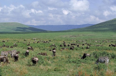 Blue wildebeest (connochaetes taurinus), with Burchell's Zebra, equus burchelli, Herd at