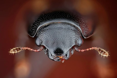 Portrait of a picnic beetle (Glischrochilus quadrisignatus), a species introduced to Europe from
