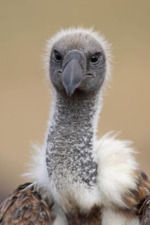 White-backed vulture (Gyps africanus) Serengeti National Park, Tanzania, Africa