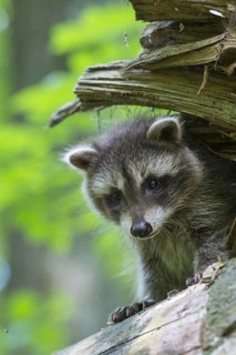 Raccoon (Procyon lotor) , Young animal, Lower Saxony, Germany, Europe