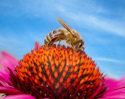 Macro of a bee collecting nectar in an flower blossom (echinacea)