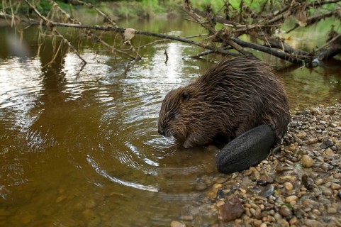 European beaver (Castor fiber), Rosenheim, Bavaria, Germany, Europe