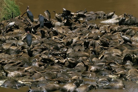 Blue wildebeest (connochaetes taurinus), herd killed crossing the Mara River, Masai Mara Park in
