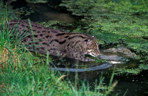 Fishing Cat (prionailurus viverrinus), Adult in Water, Fishing