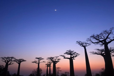 Baobab trees, Morondava, grandidier's baobab (Adansonia grandidieri)