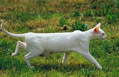 Foreign white domestic cat walking on grass